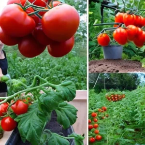 Read more about the article How to grow bigger and juicier tomatoes with 1 food scrap gardeners love.