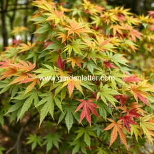 Artistic representation for Best time to prune japanese maples while using essential rule to get healthier growth