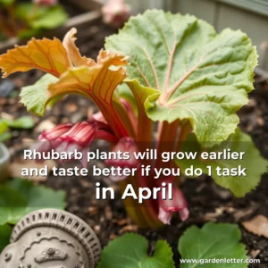 Read more about the article Rhubarb plants will grow earlier and taste better if you do 1 task in April
